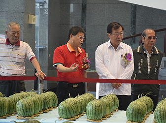 王場長向陳主委簡介迷你西瓜品質競賽內容