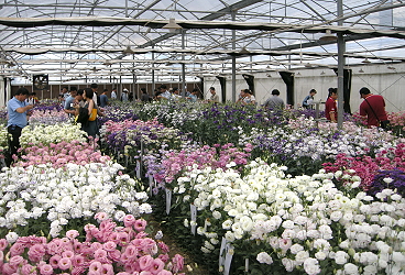 來賓於現場投票評選本場育成品種