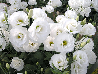 第 1 名為编號 1 號白色重瓣品種 (52 票 ) ，花色純白具明亮感，在日本市場較受歡迎