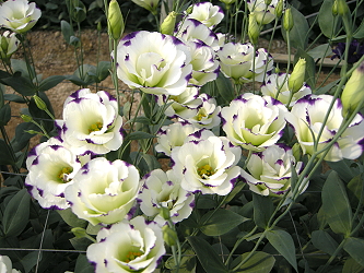 第 2 名為編號 56 號綠底紫邊品種，為市面上少有之花色