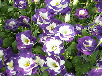 第 3 名為 69 號同樣為綠底紫邊品種，紫邊厚具有現代感