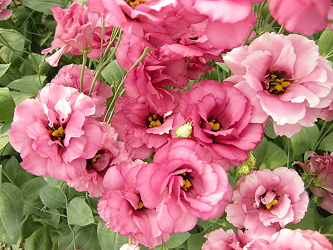 第4 名為121 號紅花品種，紅色具有層次感特色