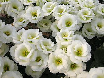 第5名為19 號綠花品種，花具立體層次感且集中 