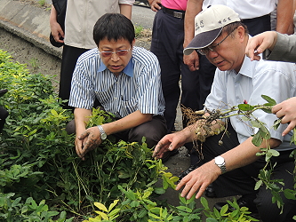 陳主委及王場長在落花生田區實地勘災情形