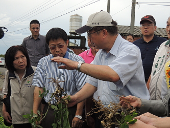 陳主委指示農糧署及臺南區農業改良場加強追蹤及監控落花生災情，必要時立即協助處理