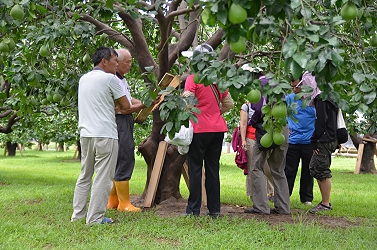 農友於田間實際觀摩木板的防治效果 