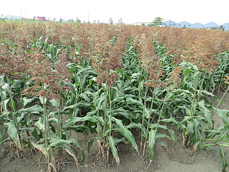 兩糯一號 ( 釀酒用高粱 ) 植株 