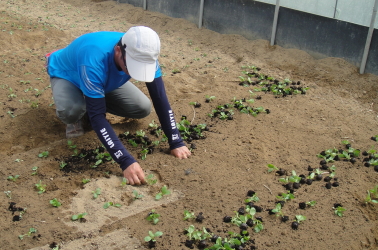 學員陳田原努力定植蔬菜苗