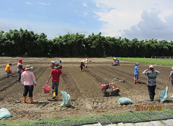 學員們在頂著烈日亞蔬心中有機田區協力耕作