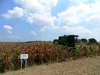 口湖鄉代收業者曾文晨先生示範硬質玉米四行式收穫機之高效率收獲作業