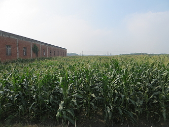 示範區植株強健，抗病蟲害，採全期不噴藥方式栽培