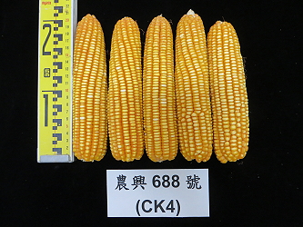 對照品種農興 688 號春作豐產且抗病