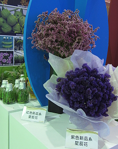 本場參展項目－星辰花新品系粉紅、黃、紫色