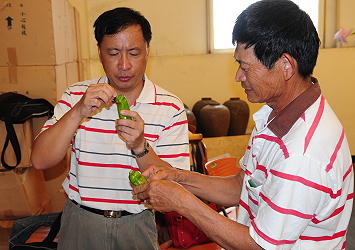 農友採來樣本與本場同仁討論解決之道