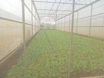 陳啟豐所種植的耐熱品種蔬菜