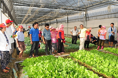 不結球白菜利用滴灌栽培生長情形良好