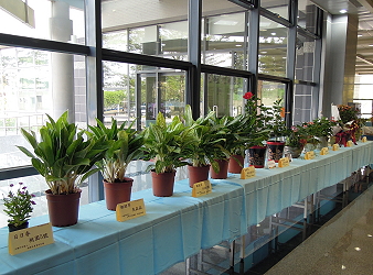 新品種盆花展示會現場，由各試驗單位提供新品種盆花及觀葉作物