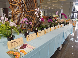 新品種盆花展示會現場，展示蝴蝶蘭盆花