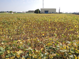 示範田黑豆臺南 5 號植株生長情形