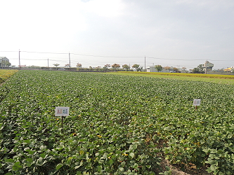 黑豆臺南 8 號無灌溉區之植株較矮，而開花期及莢果充實期有灌溉之田區，植株生長狀況較佳