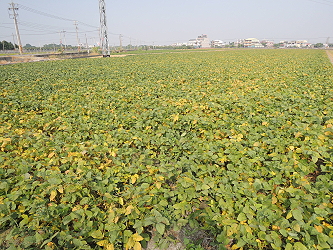 示範田黑豆臺南 5 號植株生長情形