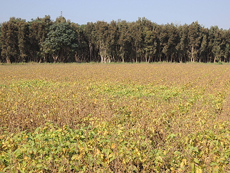 示範田大豆高雄選 10 號植株生長情形