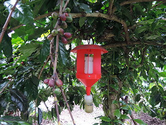 園內懸掛咖啡果小蠹誘殺器之情形