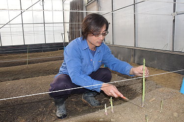 青農曾冠維先生親自示範採收設施綠蘆筍