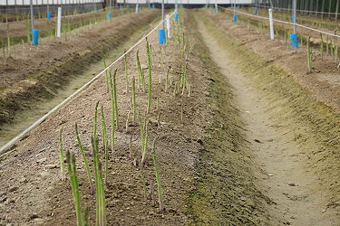 冬季綠蘆筍大量冒出土面情形