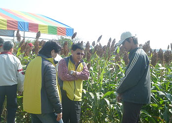 農友觀摩釀酒高粱田間栽培及生育情形