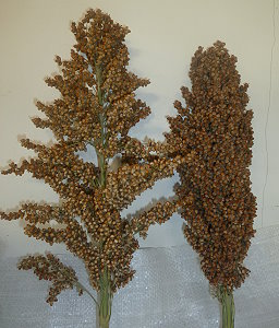 兩糯一號及明豐 3 號穗形差異