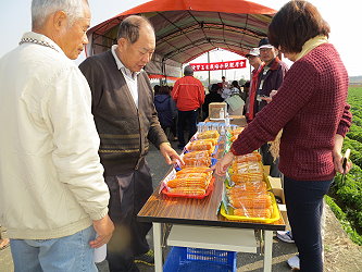 70 餘位農友參加觀摩會及檢視硬質玉米新品系