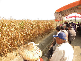 70 餘位農友參加觀摩會及檢視硬質玉米新品系