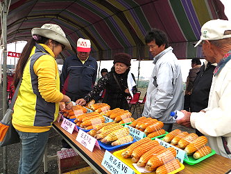 與會農友熱烈討論硬質玉米新品系與對照品種表現