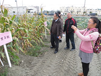 中華民國農會及西螺等農會代表於示範區了解低投入栽培之田間生長狀況