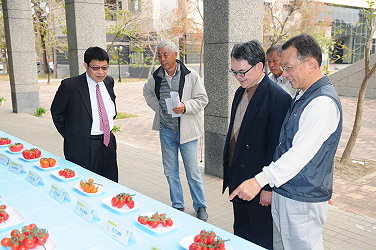 長官及貴賓參觀番茄育種平台公私部門番茄品種