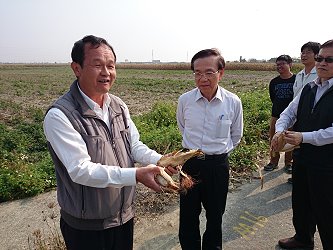 農會人員拿玉米穗解說生育情形