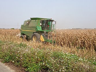 新型六行式收穫機運作情形