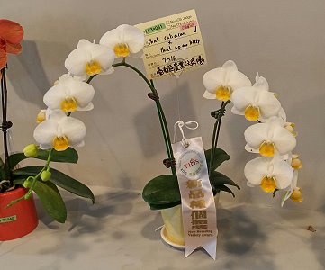 本場選育具濃黃唇瓣之小白花新品種獲頒新品種個體獎肯定