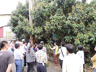 實地示範矮化時應修剪的不良枝