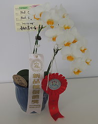 本場白瓣黃唇蝴蝶蘭同時獲頒第二獎與新品種個體獎