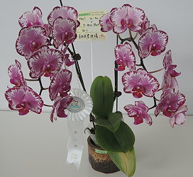 本場黑花蝴蝶蘭斑點花紋特殊，獲第 3 獎