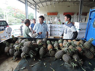 陳主委至民雄打貓果菜生產合作社關心鳳梨生產及其觀光工廠營運情形
