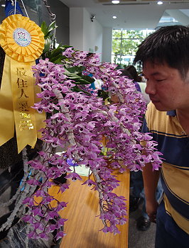 勇奪最佳人氣獎及香花獎的麝香石斛，植株健壯、花序繁茂亮眼