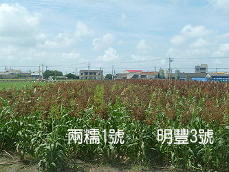 宿根栽培之釀酒高粱田間生育情形