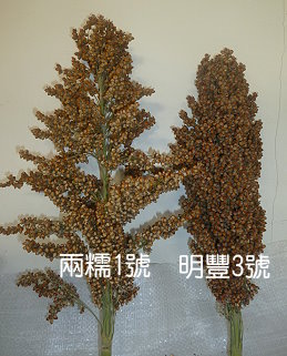 宿根栽培之兩糯一號及明豐 3 號穗形差異