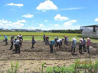 學員們在頂著烈日亞蔬心中有機田區協力耕作