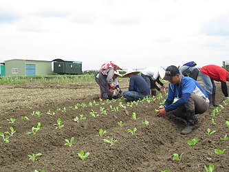 學員們種下一顆顆菜苗