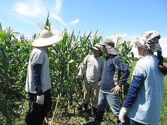 學員們在巨農有機農場從事玉米生物防治 