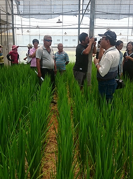 羅正宗分場長在田間講解溫室綠肥水稻栽培方式